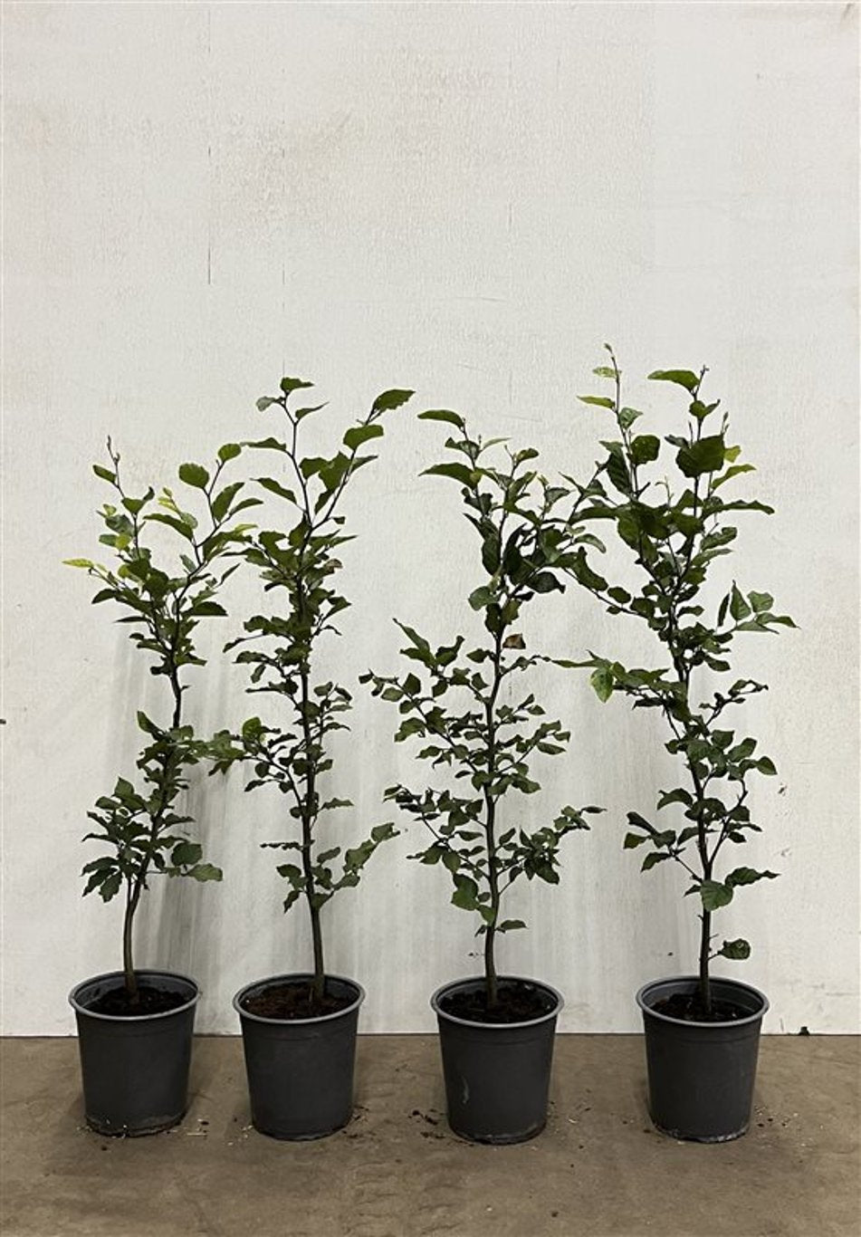 Fagus sylvatica - C2.5 80-100 CM